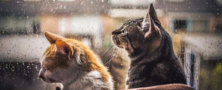 ДРУЗЬЯ, ВНИМАНИЕ!