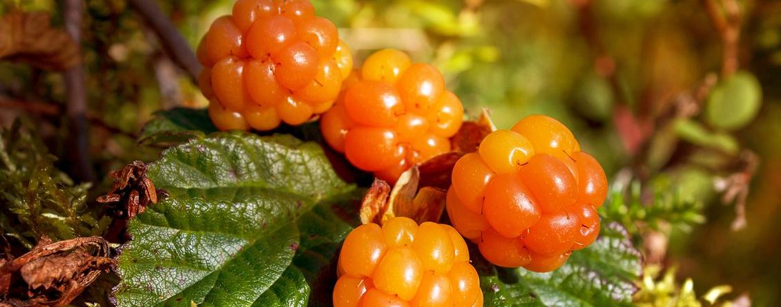 Приглашаем послушать «Северные сказы»!