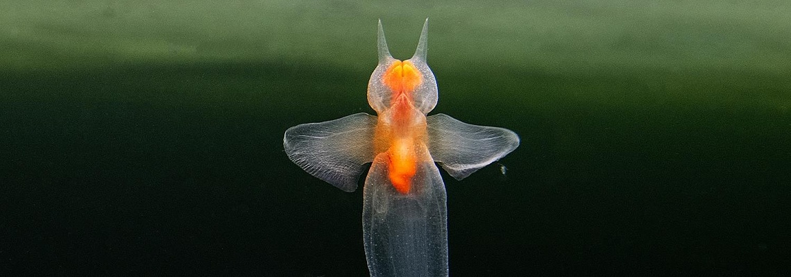 В Камерном зале состоится паблик-ток «Пока не растаял лёд»
