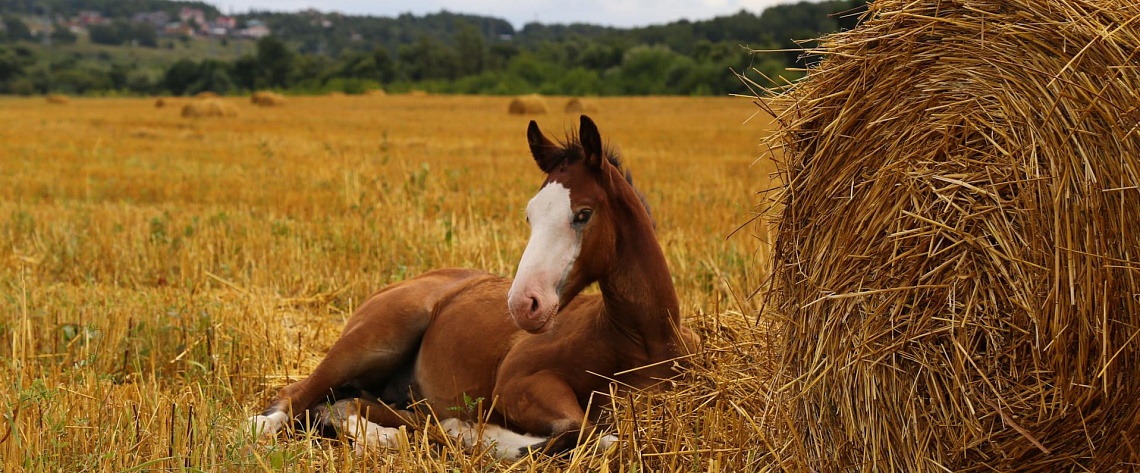 Приглашаем на концерт к 105-летию Фёдора Абрамова